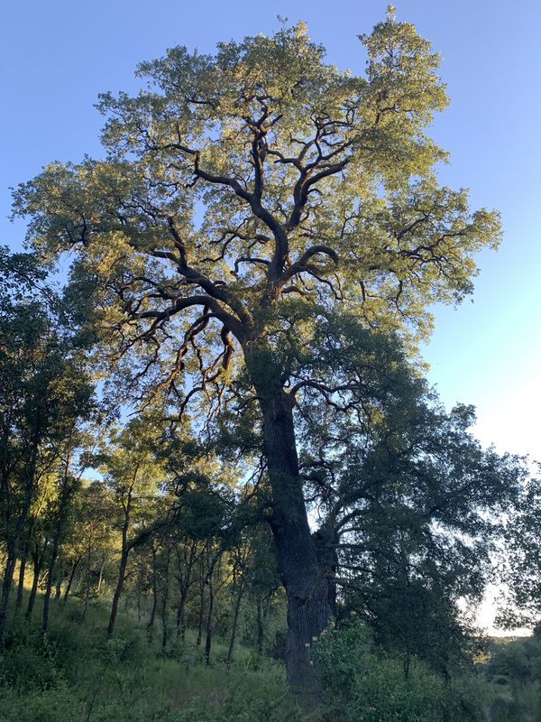 Paseo lento en Valoria la Buena