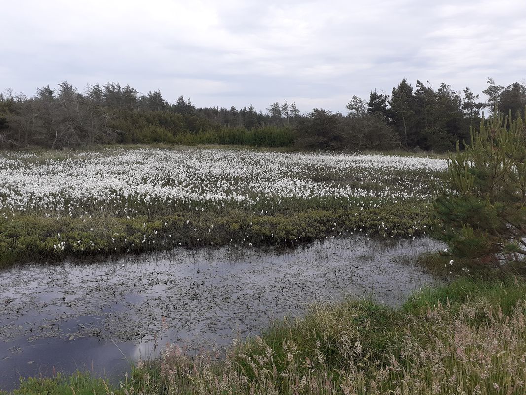 nr vorupør klitmøller