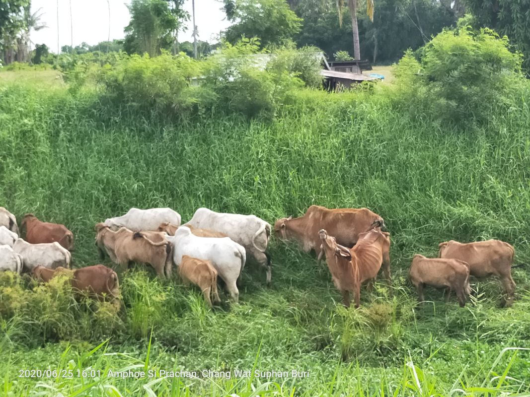 Thailand, ตำบล ท่าระหัด to Unnamed Road, Tambon Sam Chuk