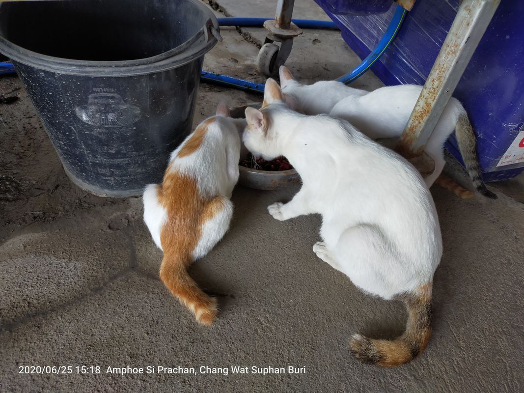 Thailand, ตำบล ท่าระหัด to Unnamed Road, Tambon Sam Chuk
