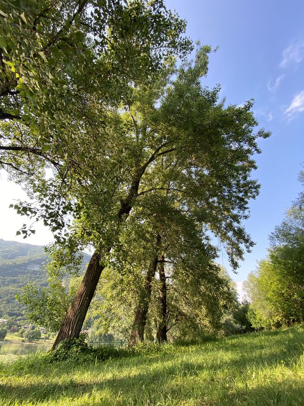 Percorso da Via Felice Cavallotti 4, Conegliano
