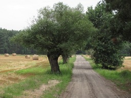 Highlight 1 along the Bikemap route "Mosina Zaniemyśl"