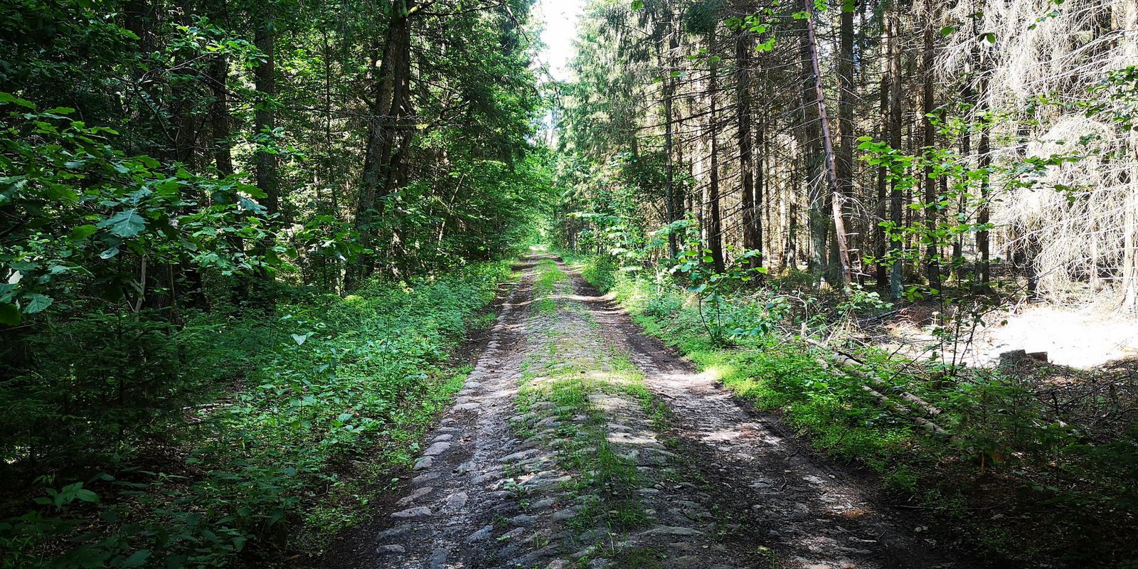 слупцы-сялец (уздоўж Нёмана)