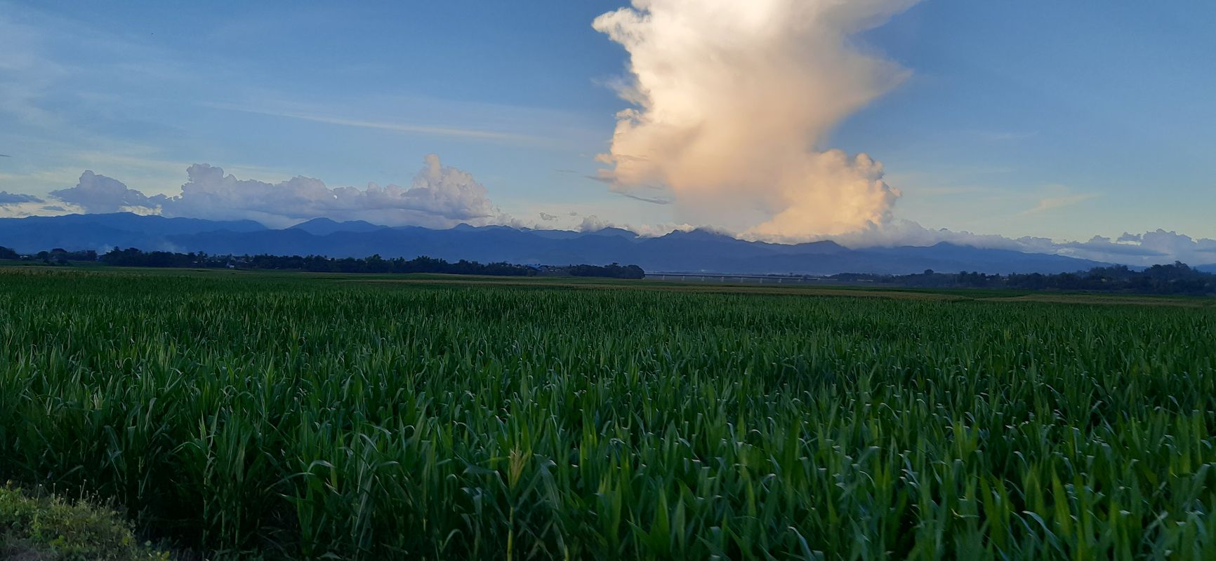 gamu isabela