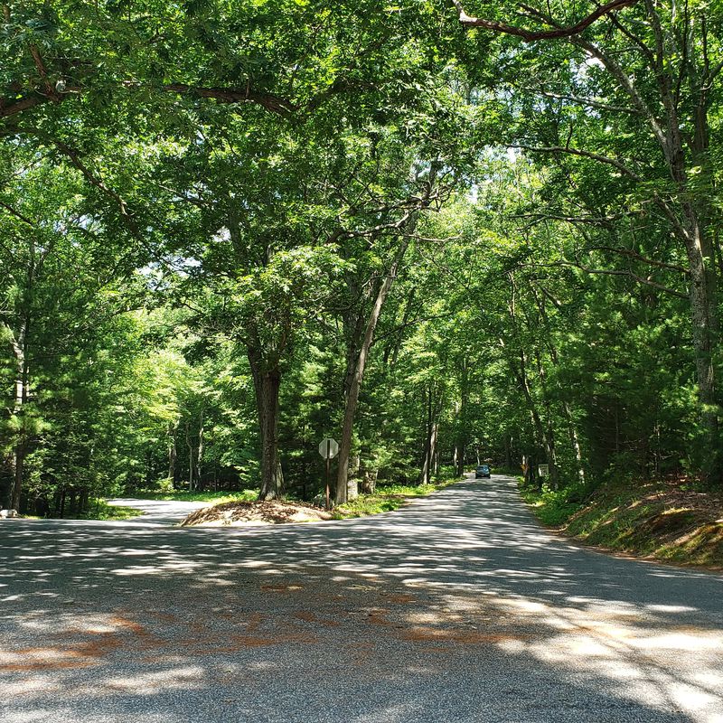 McKinley Ave mohegan park and back