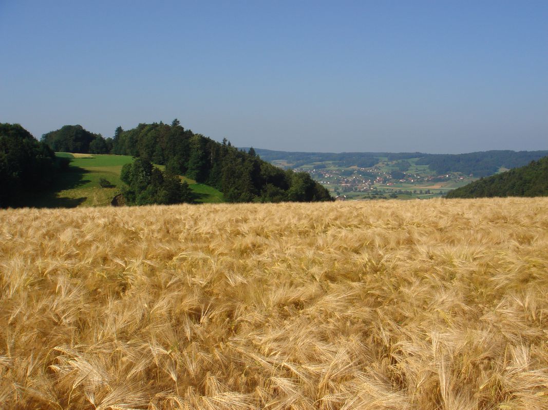 Kölliken-Risi-Entfelden 42km/470Hm