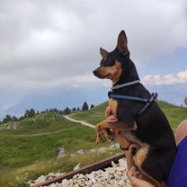 Da Via Col de Gou, Belluno a Piazzale Nevegal 165