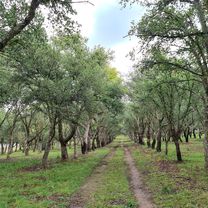 Allardyce Street 95, Barton to Lady Denman Drive 420, Molonglo Valley