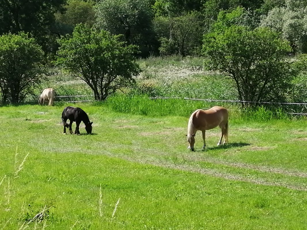 Nemsdorf/Hermannseck/Schmon/Querfurt/Nemsdorf