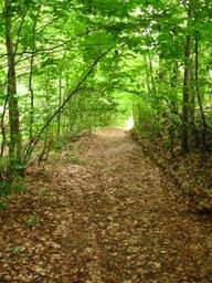 Highlight 7 along the Bikemap route "Baia Mare-Drum forestier(valea romana)-Cantonul Valcele{Firiza}-Baia Mare"
