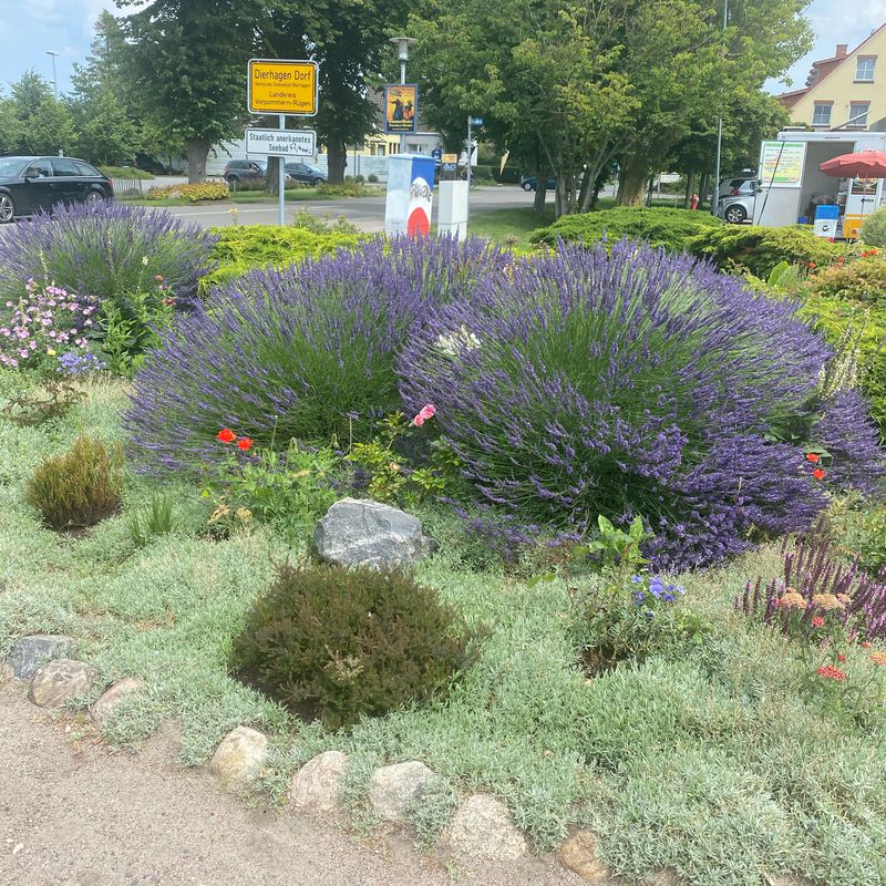 Ribnitz Dammgarten - Ahrenshoop