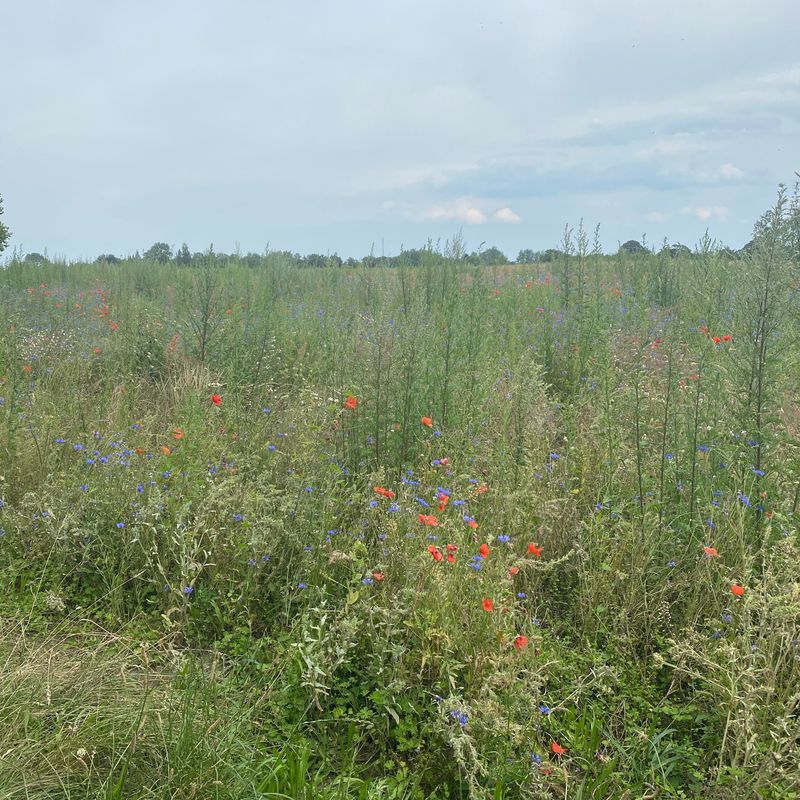Ribnitz Dammgarten - Ahrenshoop