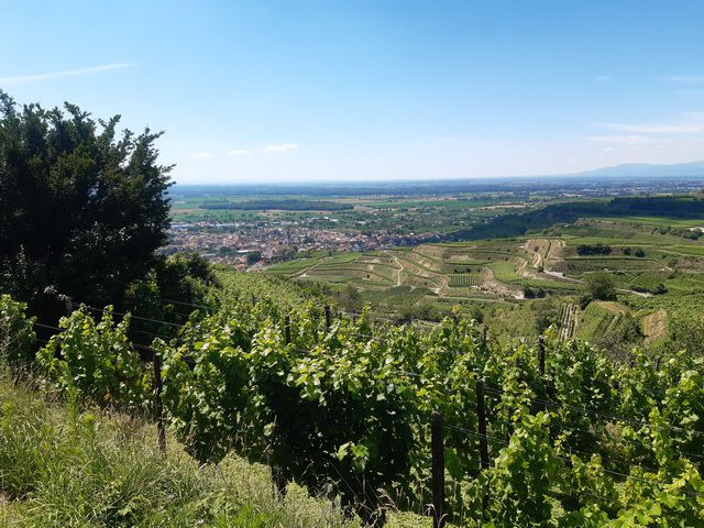 Traumroute Kaiserstuhl