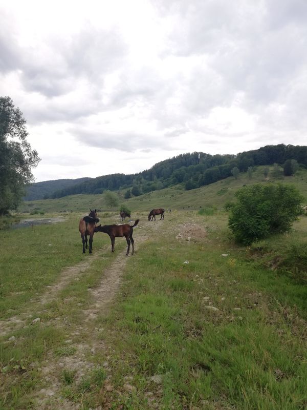 DN2L, Feteşti to DN2L, Varnița