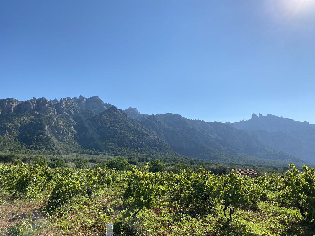 Paseo lento en El Pla del Penedès