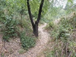 Hebe Bild 13 entlang der Bikemap-Route "Shortcut to/and the extreme downhill path" hervor