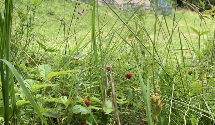 Photo 2 of the Bikemap route "Slow ride in Bohinj"