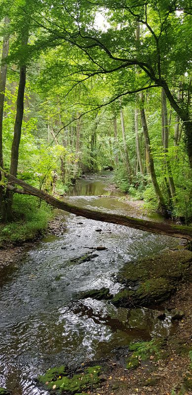 Hügelige schöne Laufroute an der Ficht und im Wald