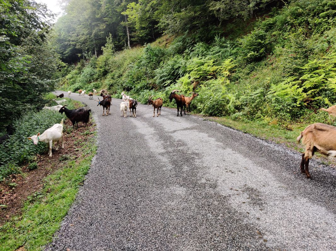 De Lons au col de Spandelles (A/R)