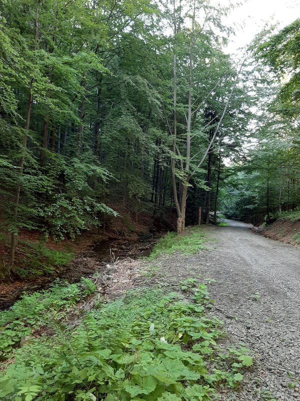 Barcice - Radziejowa