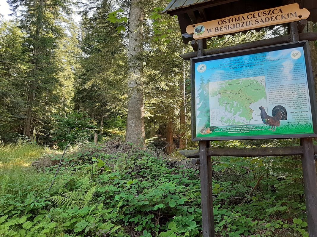 Barcice - Radziejowa