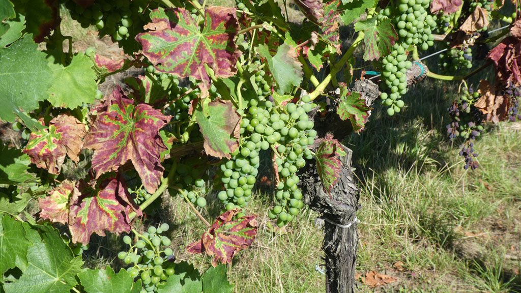 Der Traminer - Alternative von Gänserndorf startend