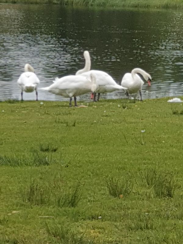 all alone at loaches