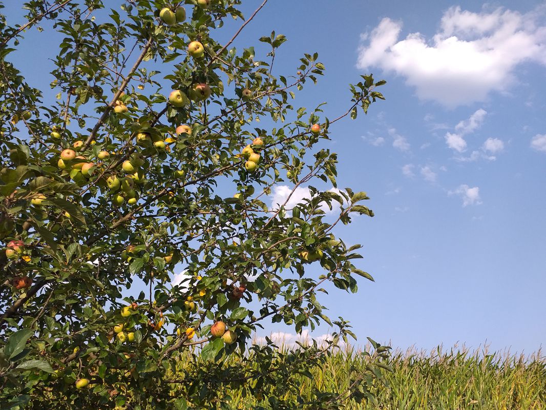 Snagov MTB Green 46 km Snagov - Pd. Snagov - Pd. Vladiceasca - Snagov (ADE 200)
