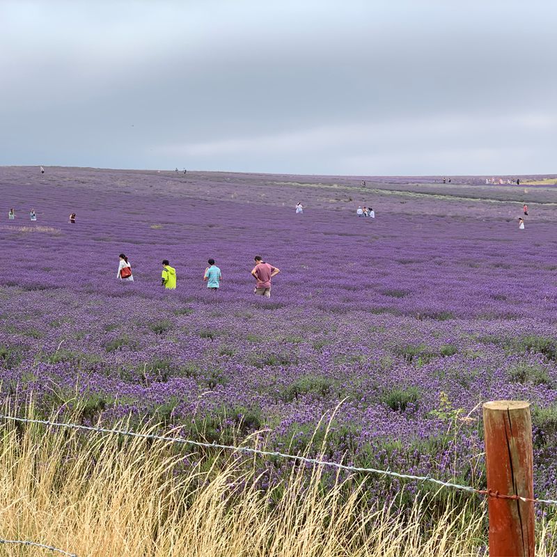 Hitchin / Willian/ Letchworth / Ickleford circular