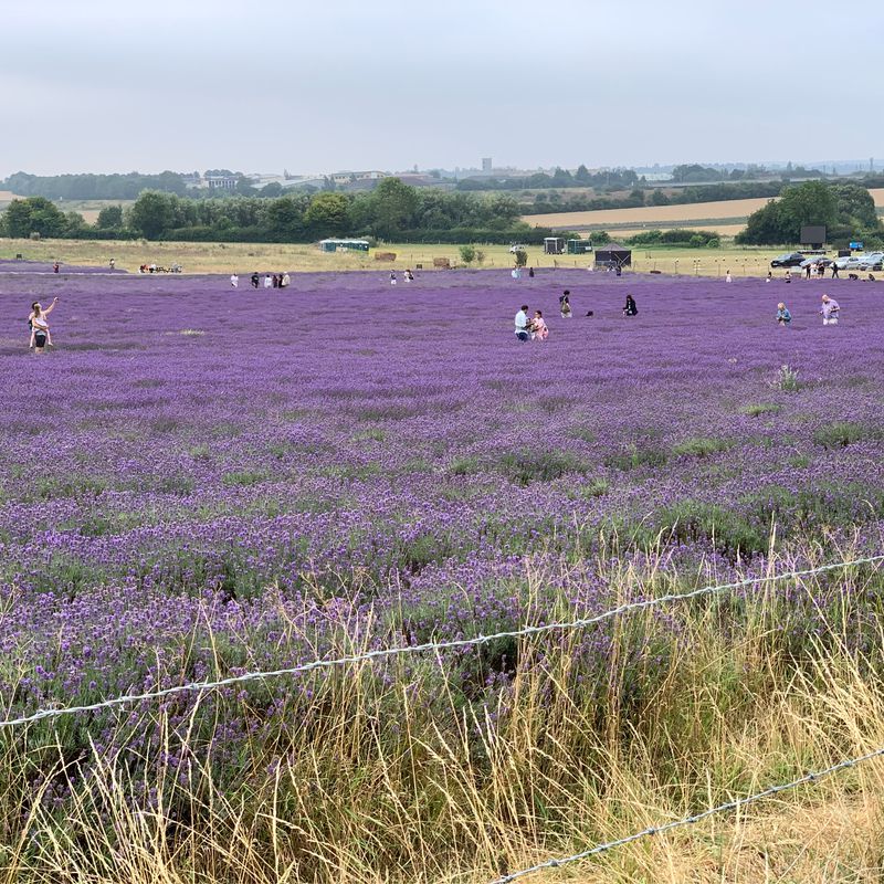 Hitchin / Willian/ Letchworth / Ickleford circular