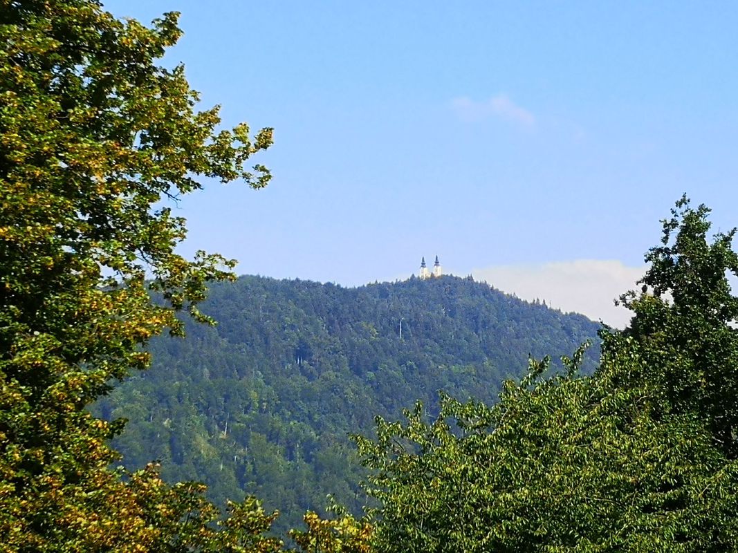 DobričGoraOljka