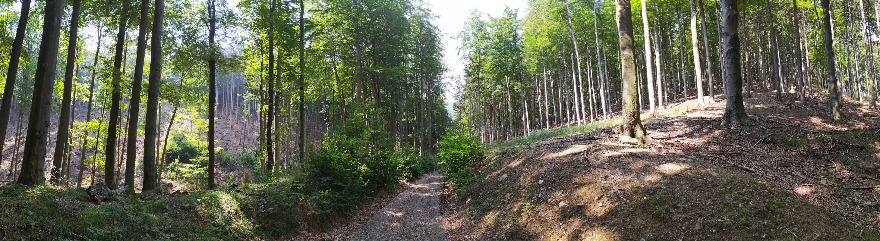 Janusza Korczaka 1, Bielawa do Korczaka 1, Bielawa