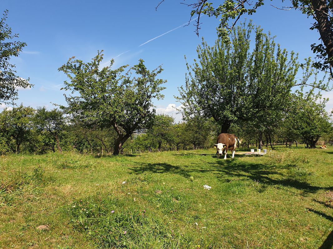 Strada Livadie Bran, Sohodol, 172D to Strada Livadie Bran, Sohodol, 172D