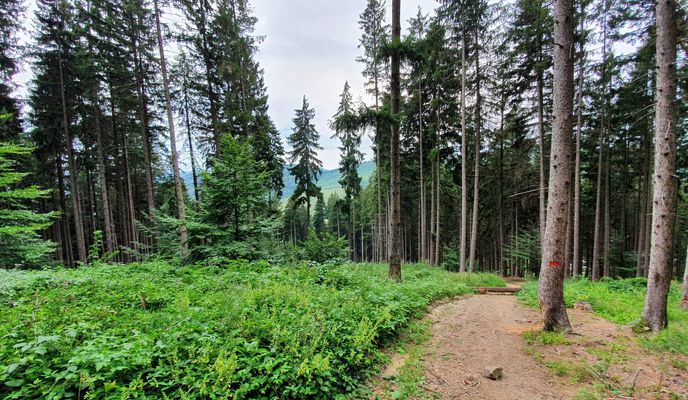 Foto 2 de la ruta de Bikemap "Cozla/Humăriei/Agarcia/Doamna ⛅"