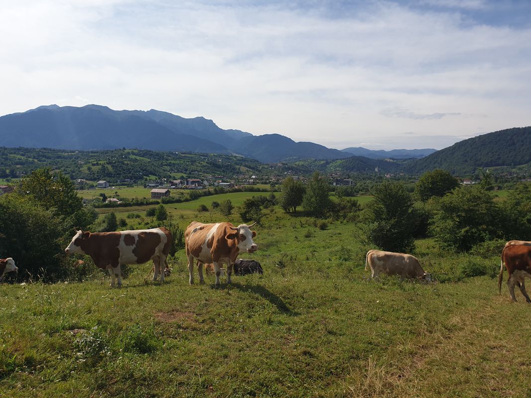 DN73 125 to Strada Livadie nr 30, Bran