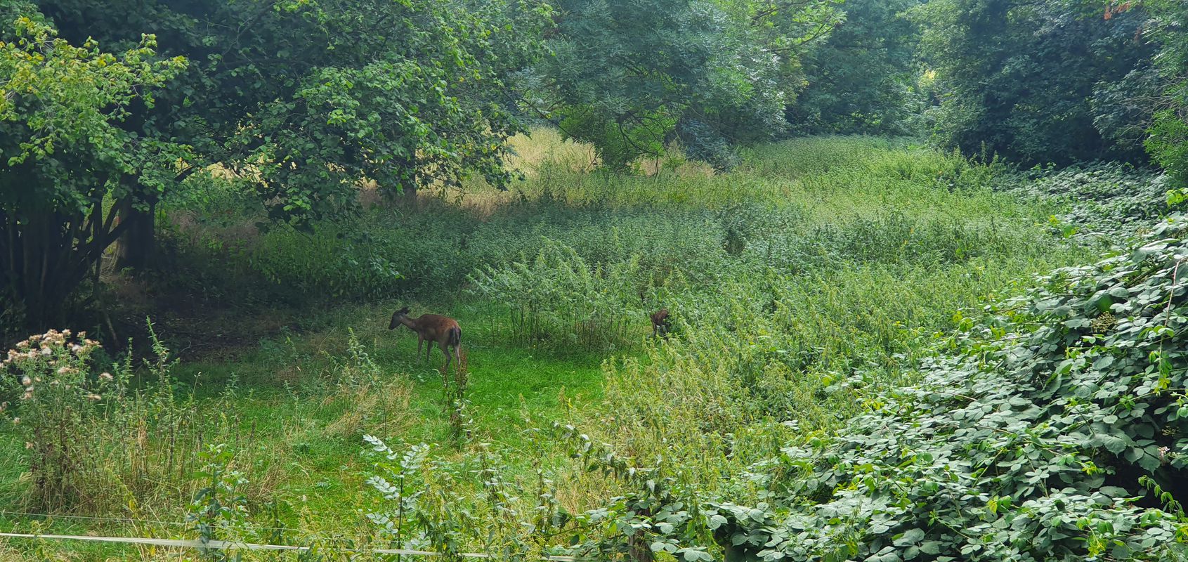 Steinhudermeer