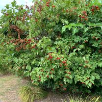 2–32 E Dobbins Landing, Erie to 828 W Bayfront Pkwy, Erie