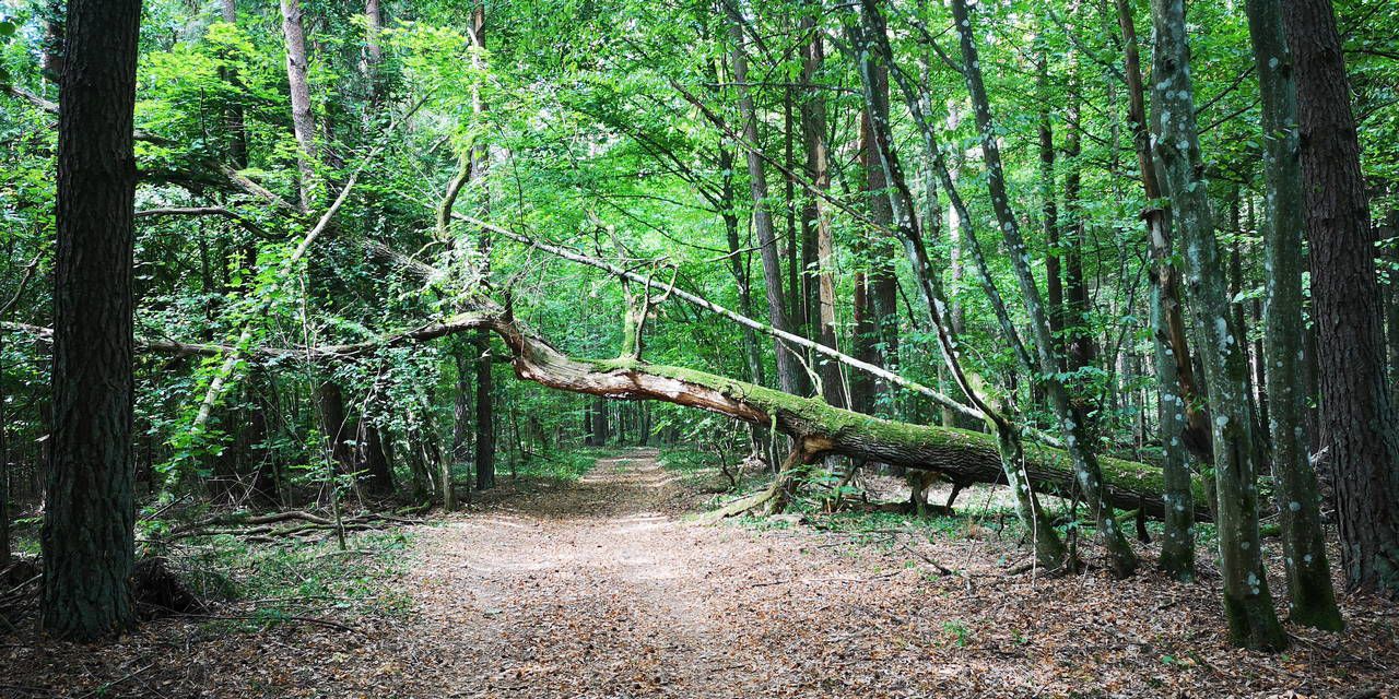 2020 08 15 Ліпічанская пушча