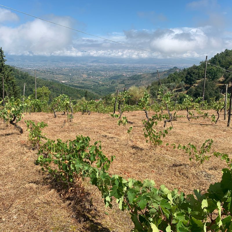 Da Via Montalbano 139, Quarrata a Viale Ivo Montagni 28, Capraia e Limite