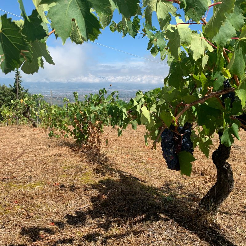 Da Via Montalbano 139, Quarrata a Viale Ivo Montagni 28, Capraia e Limite