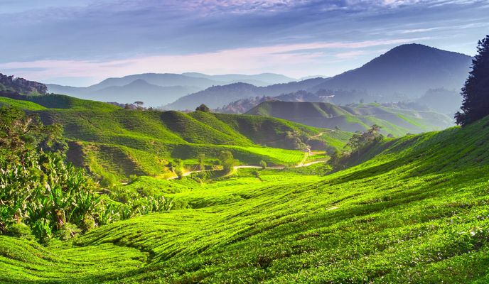Photo 1 of the Bikemap route "TANAH RATA CAMERON HIGHLAND via SIMPANG PULAI"