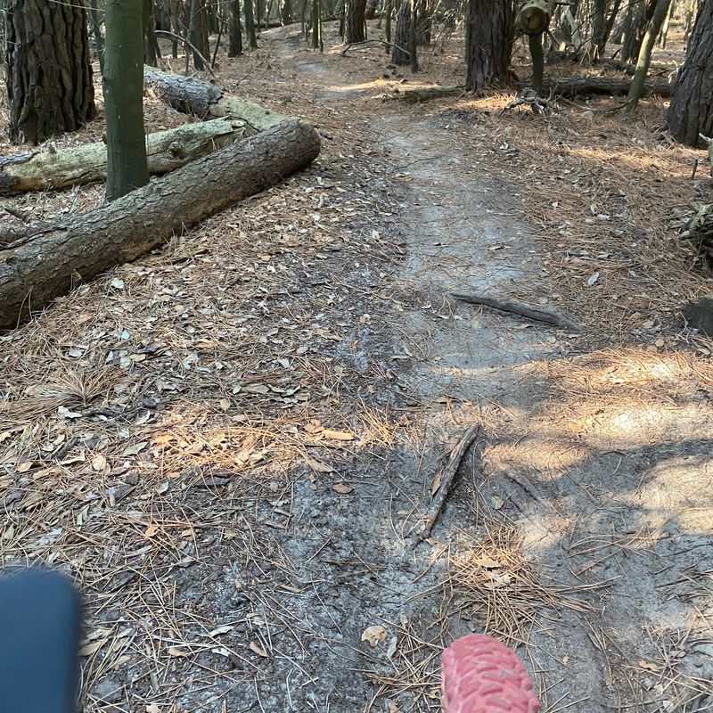 volano e ritorno con pineta e ciclo cross