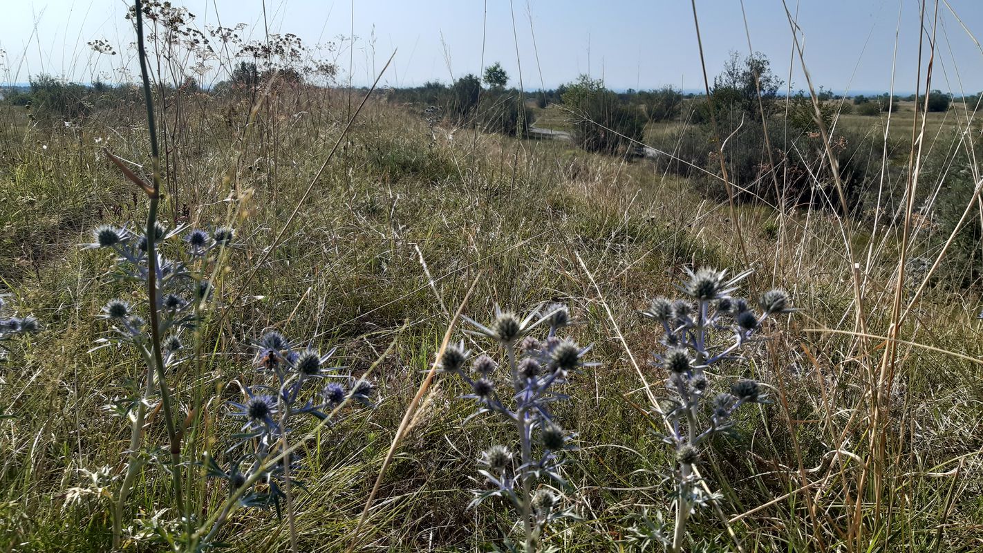 argine delle grave