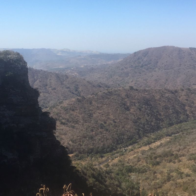 Oribi