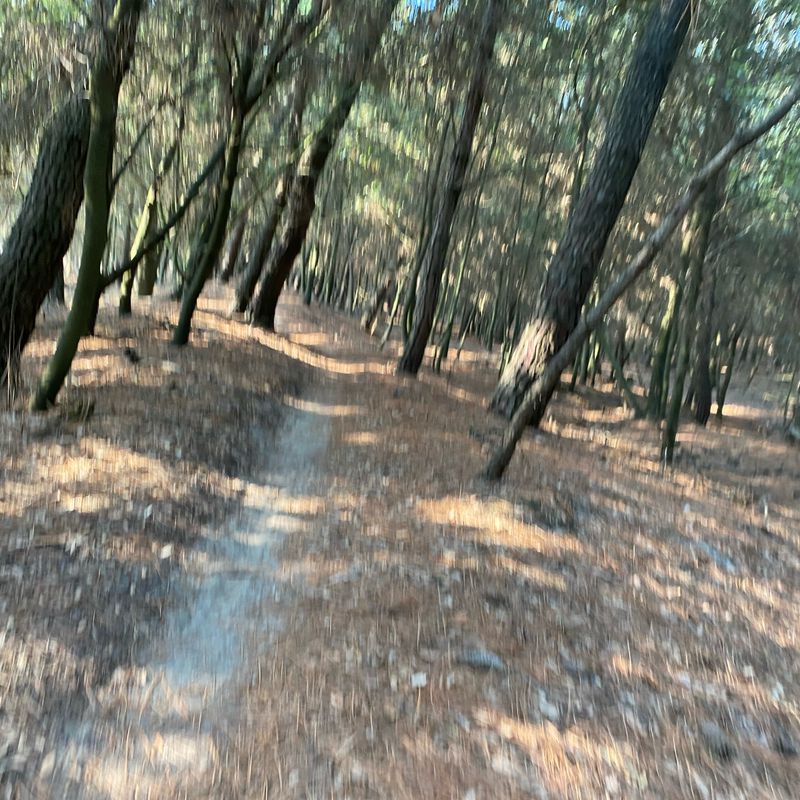 pista ciclocross pineta di Volano