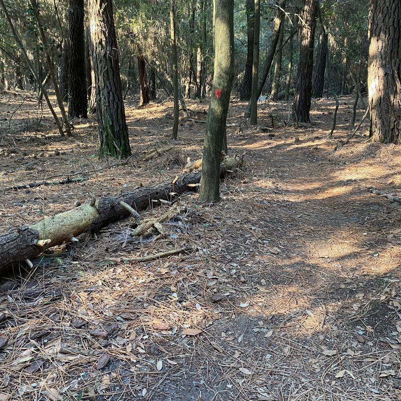 pista ciclocross pineta di Volano
