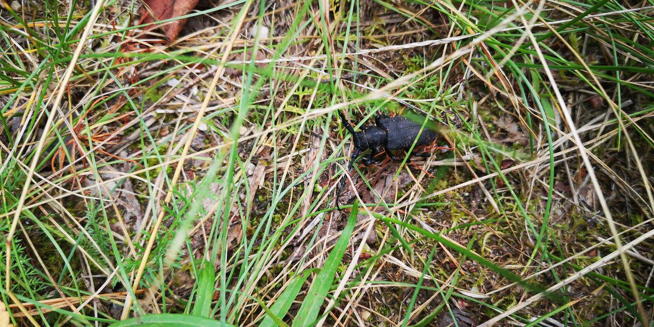 2020 08 22 тэст налібокі-40