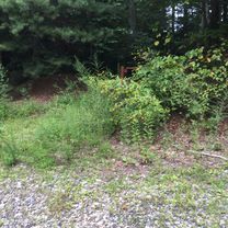 Pisgah Game Lands