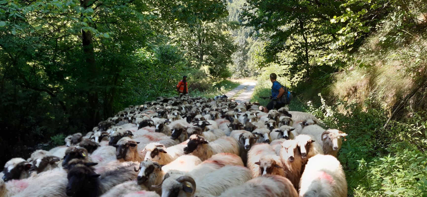 Cheile Sohodolului - Valea de Pesti si retur