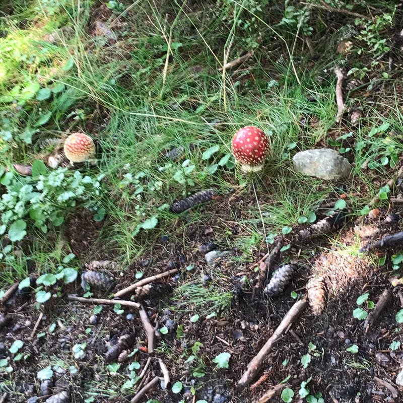 Rossbrandrunde